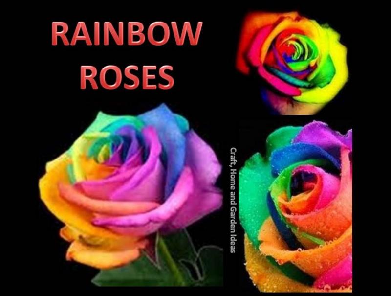 rainbow_roses_10670121_std